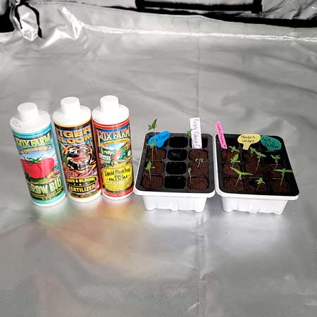 Day 4 cannabis seedlings, FoxFarm nutrients for a GrowWeedEasy.com grow journal by Nebula Haze