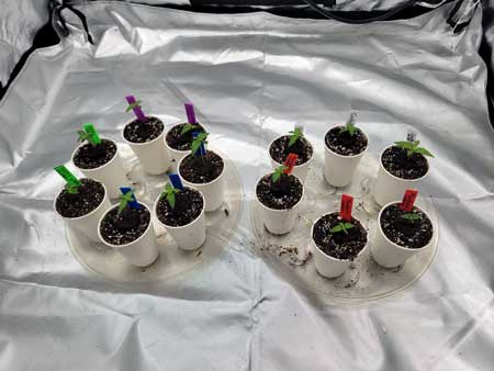 Day 8 cannabis seedlings in cup - GrowWeedEasy.com grow journal