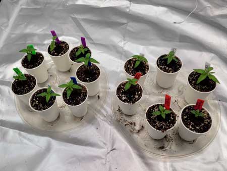 Day 9 cannabis seedlings - growweedeasy grow journal