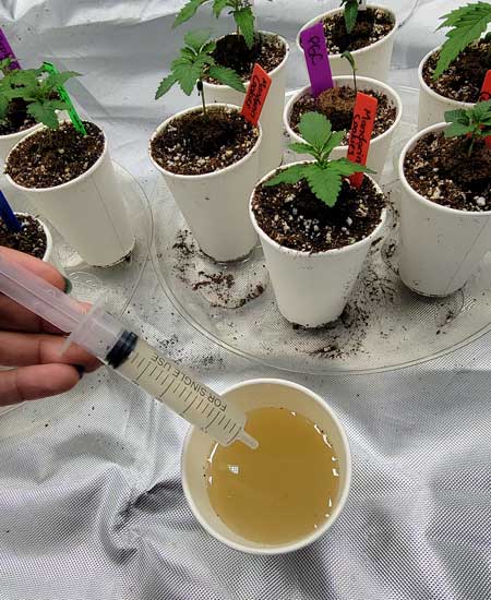 Watering the seedlings