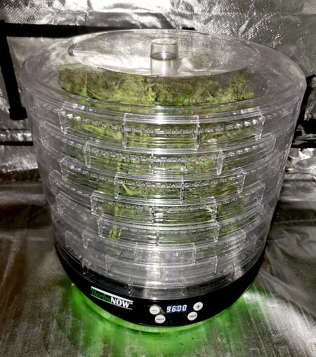 Drying the White Widow Autoflowering buds in the HerbsNow cannabis dryer