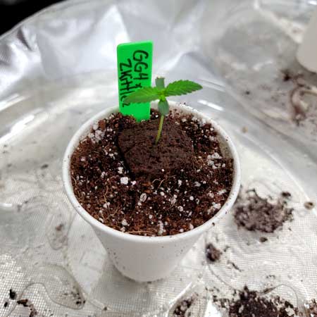 GG4 x Zkittlez cannabis seedling just put in cups - Growweedeasy.com seedling grow journal