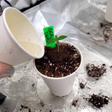 Give water to cannabis seedlings that were just planted - Grow Journal by GrowWeedEasy.com