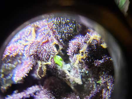 Green hermie banana on Purple cannabis buds - Pink Kush CBD Auto by Seedsman. Picture by GrowWeedEasy.com