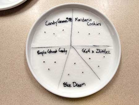 Don't forget to label the paper towels with your cannabis strain names, or you can forget which is which!