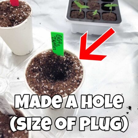 Make a hole in the soil about the size of a seedling plug (cannabis grow journal by GrowWeedEasy.com)