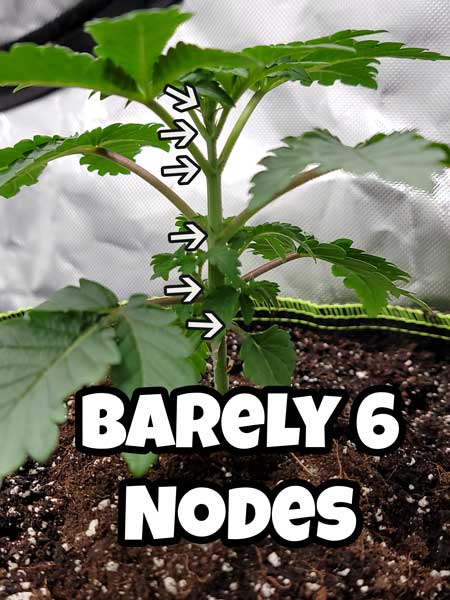 Day 20 the Mandarin Cookies has JUST got its 6th node growing in - cannabis grow journal by GrowWeedEasy.com