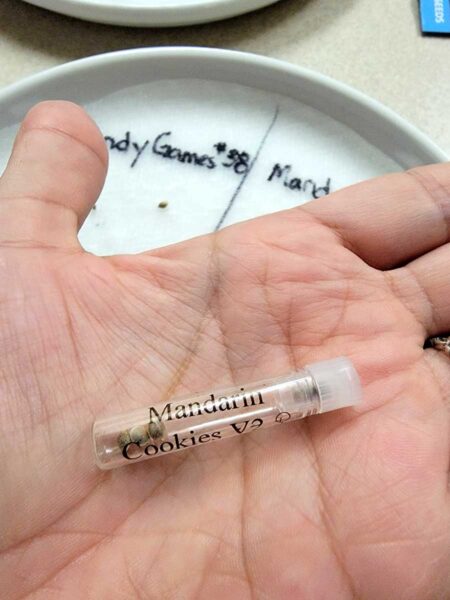 Mandarin Cookies V2 seeds in a vial