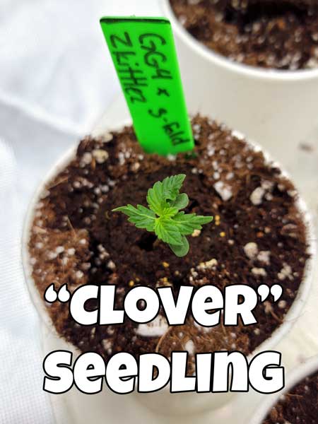 Mutant "clover" cannabis seedlings with leaves growing in an odd pattern - GrowWeedEasy.com marijuana grow journal