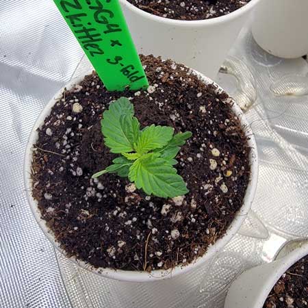 Day 8 Mutant "clover" cannabis seedling. Strain is GG4 x Zkittlez