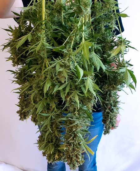Nebula Haze holding up White Widow auto cannabis plant after harvest - autoflowering grow journal by GrowWeedEasy.com