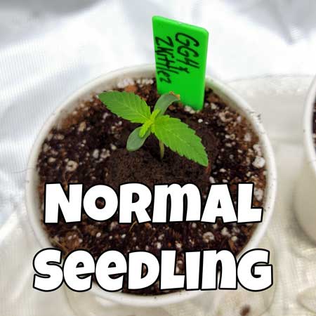Normal healthy, happy 4-day old cannabis seedling - GrowWeedEasy grow journal