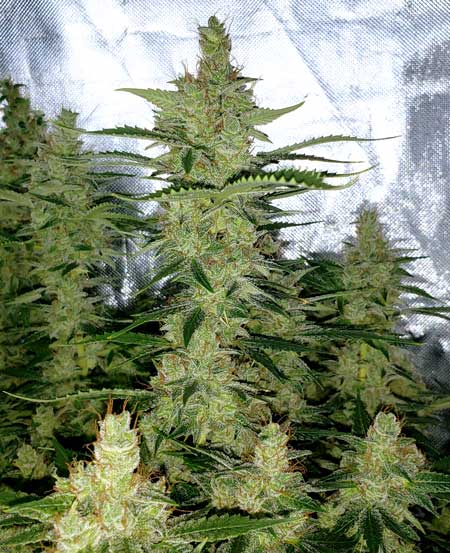 OG Kush auto bud closeup