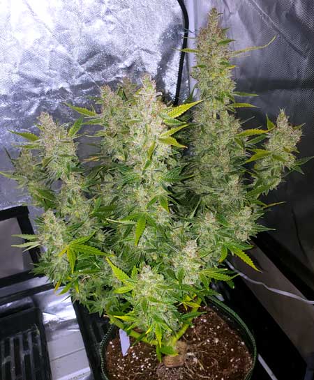 OG Kush Auto cannabis plant just before harvest, grown by GrowWeedEasy.com