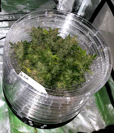 OG Kush by Seed Supreme auto cannabis harvest drying in HerbsNow dryer at GrowWeedEasy.com - autoflowering grow journal
