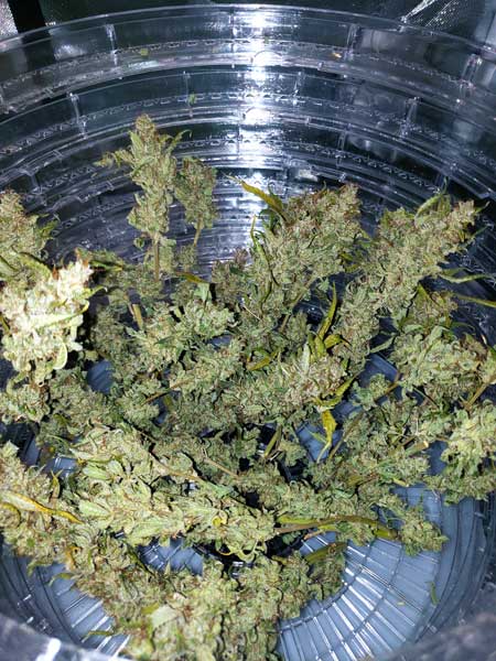 OG Kush buds