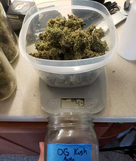 OG Kush autoflowering marijuana plant yield - 43 g (1.5) oz - GrowWeedEasy.com grow journal