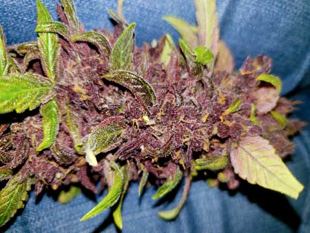 Pink Kush CBD purple buds close up with trichomes - GrowWeedEasy.com