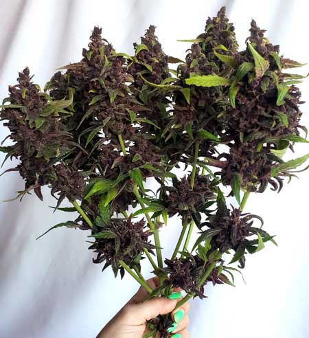 Beautiful purple weed bouquet