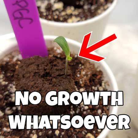 Purple Ghost Candy cannabis seedling with one leaf ripped off, didn't grow