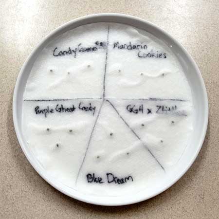 Put one single sheet of paper towel on top and add water for fast cannabis seed germiantion