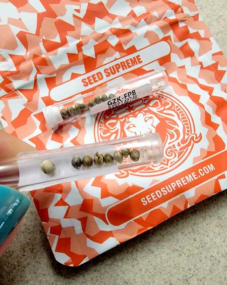 Seed Supreme cannabis seeds, Blue Dream and GG4 x Zkittlez, check out GrowWeedEasy.com for cannabis seed tutorials and reviews