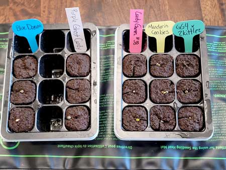 Seedlings on mat