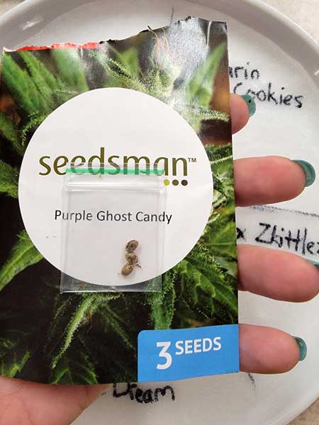 Seedsman Purple Ghost Candy cannabis seeds for the GrowWeedEasy.com "Sweet Dreams" Photoperiod grow