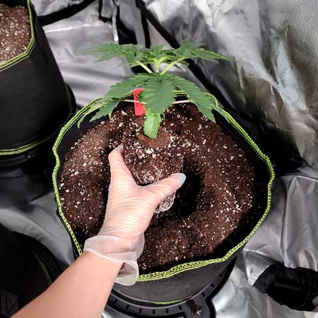 Transplanting a cannabis seedling to fresh soil - Grow Weed Easy grow journal