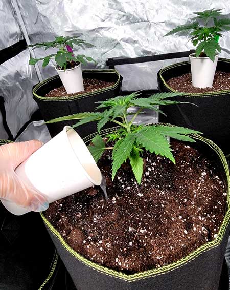 Watering newly transplanted cannabis seedlings - GrowWEedEasy.com grow journal