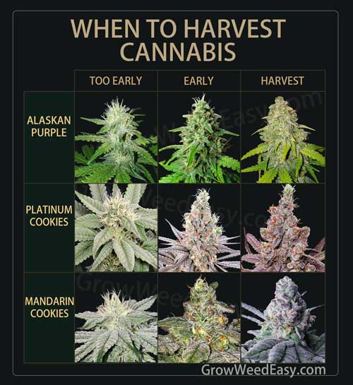 When to harvest guide