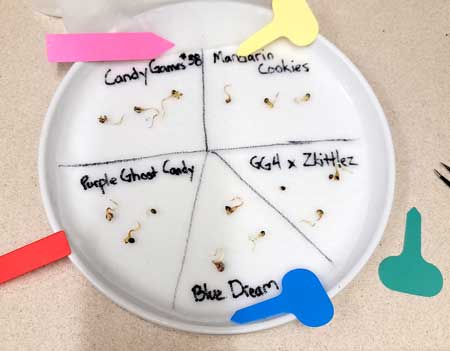 Which cannabis seeds sprouted the best? GrowWeedEasy.com photoperiod seed grow journal