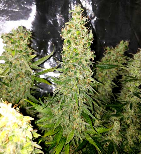 Huge White Widow buds