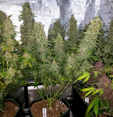 White Widow has huge buds