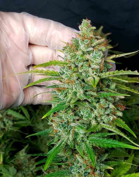 Zkittlez Auto cannabis plant - bud closeup just before harvest