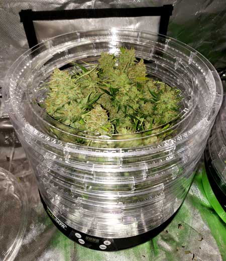 Zkittlez Auto cannabis plant drying in the HerbsNow dryer, grown by Nebula Haze of growweedeasy.com