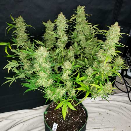 Zkittlez Auto cannabis plant just before harvest