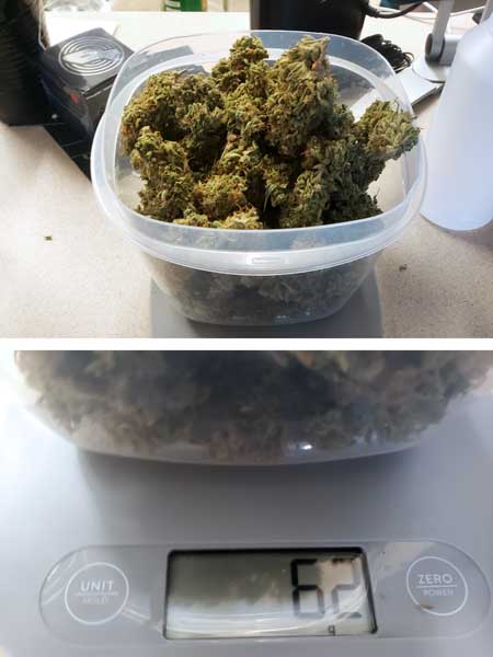 Zkittlez auto by Seed Supreme cannabis plant weigh-in: 2.2 oz or 62 g final marijuana weight - autoflowering grow journal by GrowWeedEasy.com