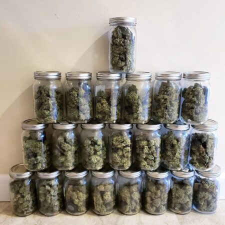A 1+ lb harvest in jars
