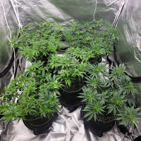 3 hours after plant training, the cannabis leaves have all turned up again. Growweedeasy.com grow journal