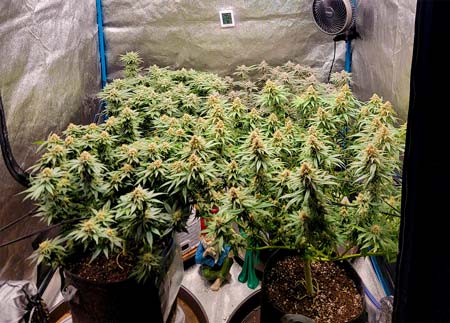 A cannabis canopy hiding a pair of cool dudes.