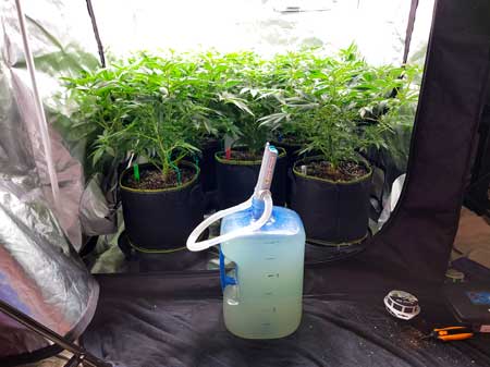 About to water the cannabis plants - GrowWeedEasy.com grow journal