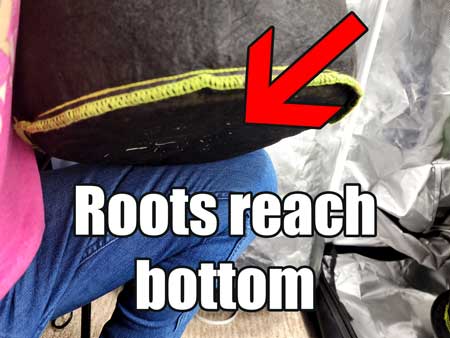 Roots reached bottom of pot, should now be able to use AC Infinity auto-watering pot bases - GrowWeedEasy.com tutorial 