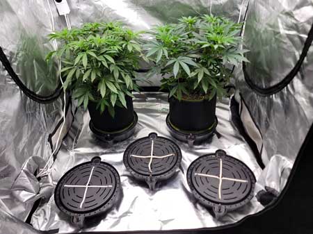 Happy plants with auto-watering plant bases