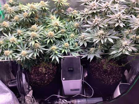 Apple Fritter and Biscotti plants