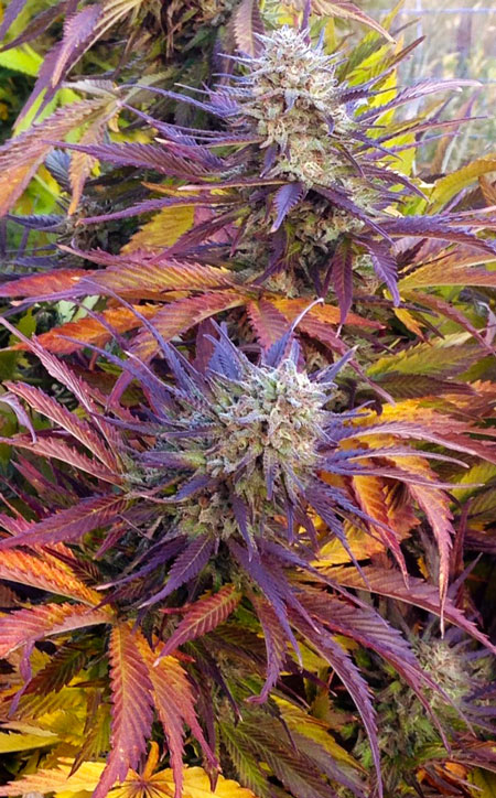 "Autumn colors" ultra colorful red purple and yellow buds on a cannabis plant - close to harvest