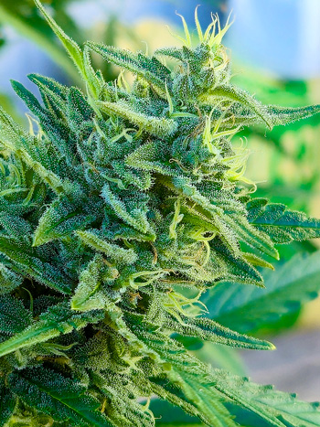 An extremely photogenic cola on a cannabis plant