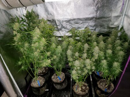 Cannabis plants where one plant is lollipopped, but not really the others.