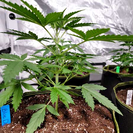 Blue Dream plant in the vegetative stage