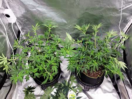 Blue Dream and Purple Ghost Candy cannabis plants just trained flat and wide - LST bending at GrowWeedEasy.com